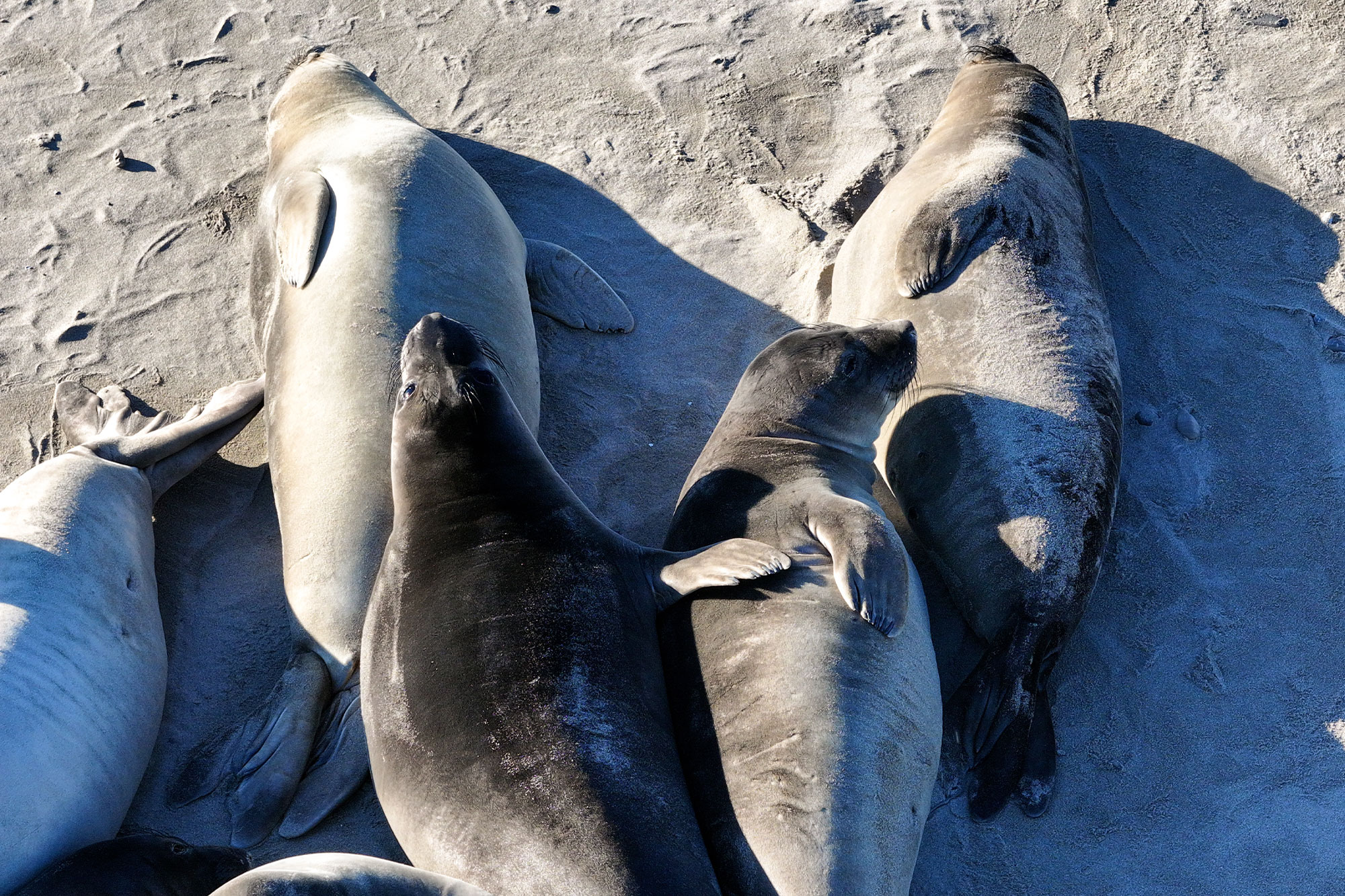 Lethal Virus Surge Spreads Across California, Targeting Marine Life