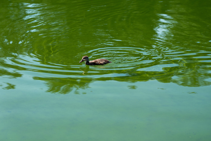 Trump's $14 Million Pool Makeover: A Green Nightmare Instead of 'CLEAN, BEAUTIFUL WATER'!