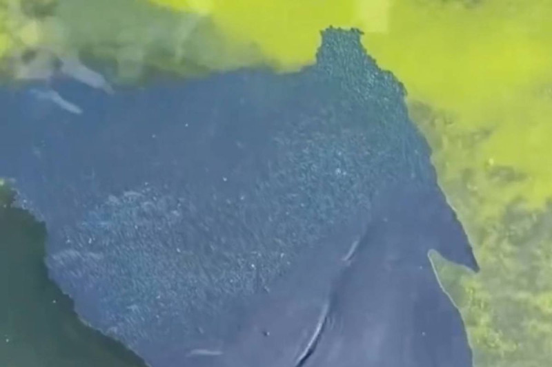 Trump's $14 Million Reflecting Pool Disaster: Blue Paint Peels Off Like Bad Wallpaper