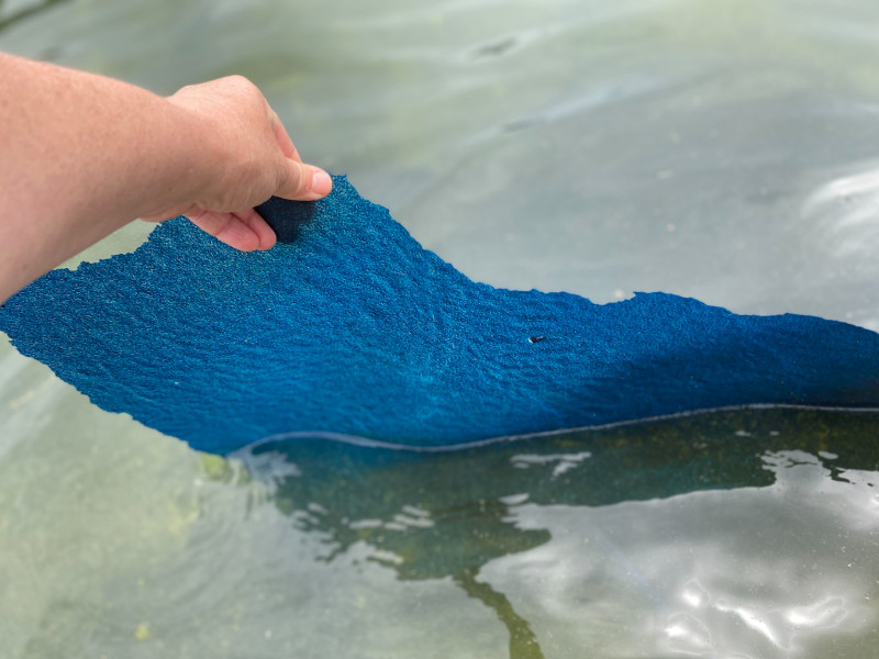 Trump's $14 Million Reflecting Pool Disaster: Peeling Paint and Algae Swamp