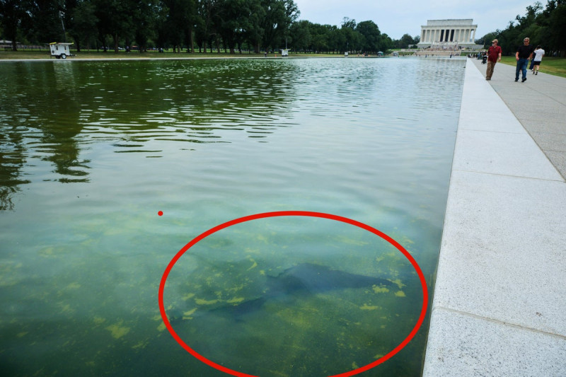 Trump Blames 'Vandals' for Chemical Chaos in Reflecting Pool After His Team's Bleach Fiasco
