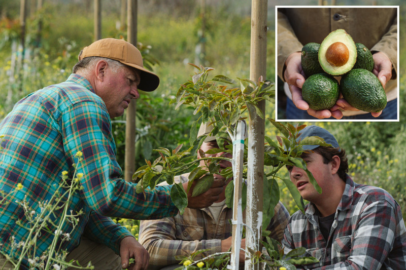 California Avocado Farmers Sound Alarm as Mexican Imports Flood Market