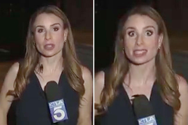 Nightmare on Live TV: Massive Cockroach Invades Reporter’s Space